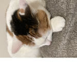 Gamer kitty