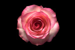 Hey! Its me Rosy!