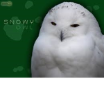 Snowyowl34 Official