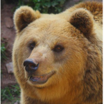 곰 스튜디오 [한국] / Bear Studio [KR]