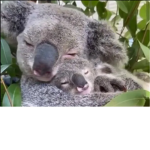 XOXO Koala