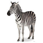 zebra_squad