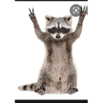 Raccoon Coyote Turtle