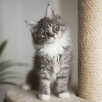 MrGrayCat