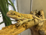 The Gaming Beardie Gang