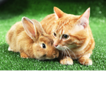 Cats And Bunnies!!!