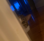 Spy on him.