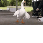 The ducks Official group