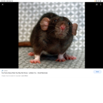 Chicken mousy