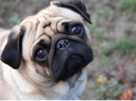 Pugs4lifeSquad