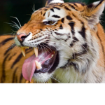 Tiger Shirts store
