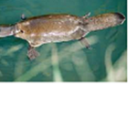 Platy game Group