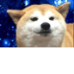 The best Shiba’s