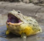 Frogge the cool group
