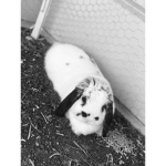 boonene rabbit<3