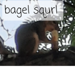 the bagel squirrel club