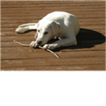pup. luvers inc.