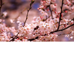 bunny blossoms <3