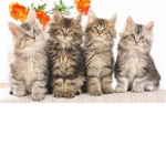 meow family
