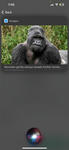 Officially big scary and gorilla tag