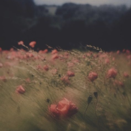 berry fields icon