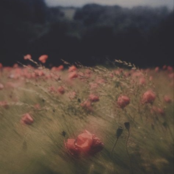 berry fields
