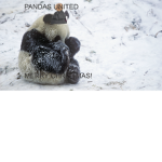 Pandas United Offcial