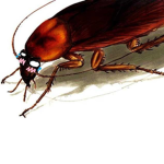 cockroach baddies U-U