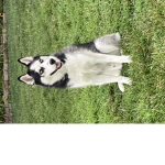 School dog