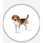 Let it beagle!