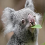 Chaotic Koalas Group Thumbnail