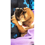 Dog super duper cute