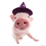 Magical pig is good