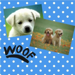 ~Epic Doges~