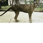 We can help animal