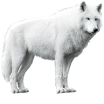 White dogs united!