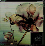 Wilted Hope