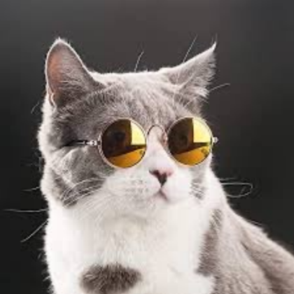 cat Roblox decal
