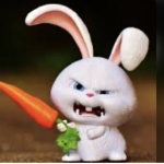 Bunny_United