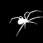 SpiderVersesss