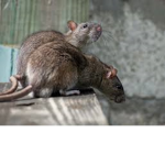 The Ratzz in ur basment
