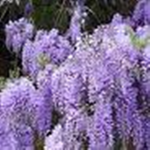 the black wisteria