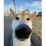 doge cool much wow