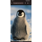 Love pinguine