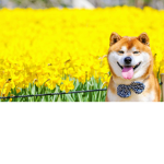 shib4