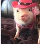 COW GWORLS