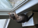 Catjustcat12345