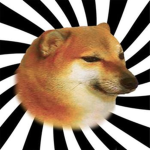 the wonderful doge kingdom