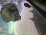 Weird fish 101