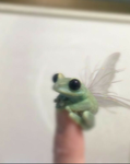 FAIRY FR0GS